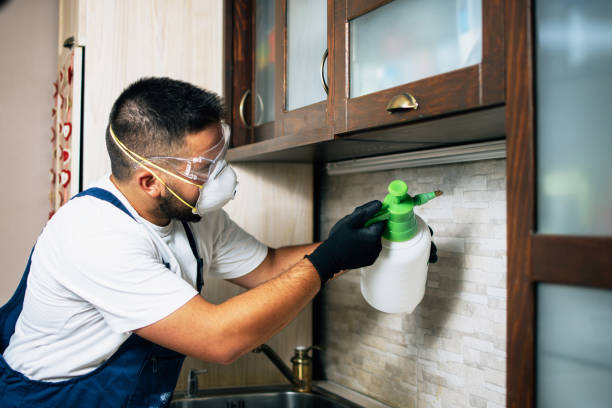 Best Flea Control Services  in Port Byron, NY