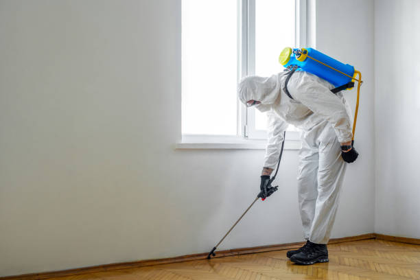 Flea Control Services in Port Byron, NY